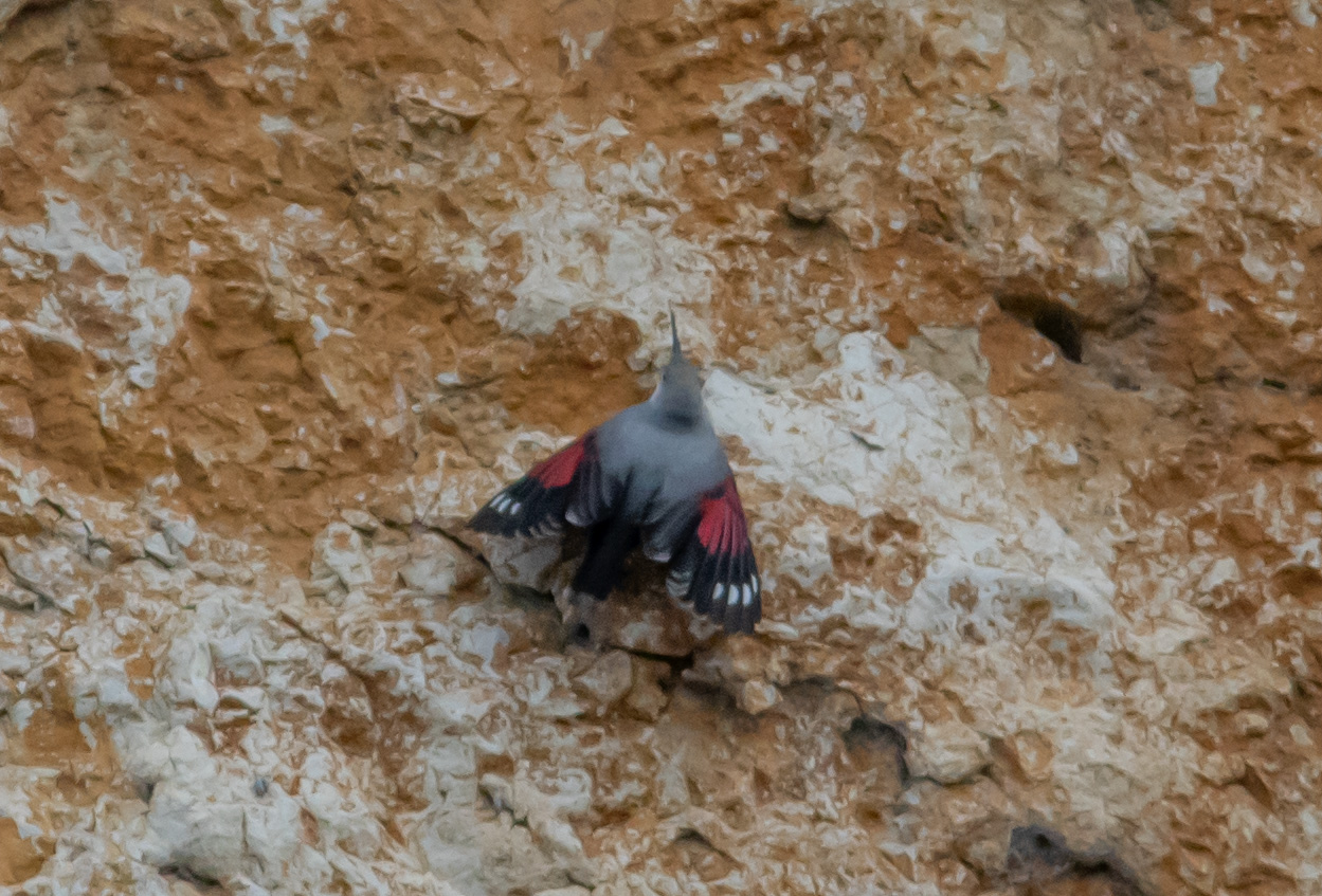 Miniature